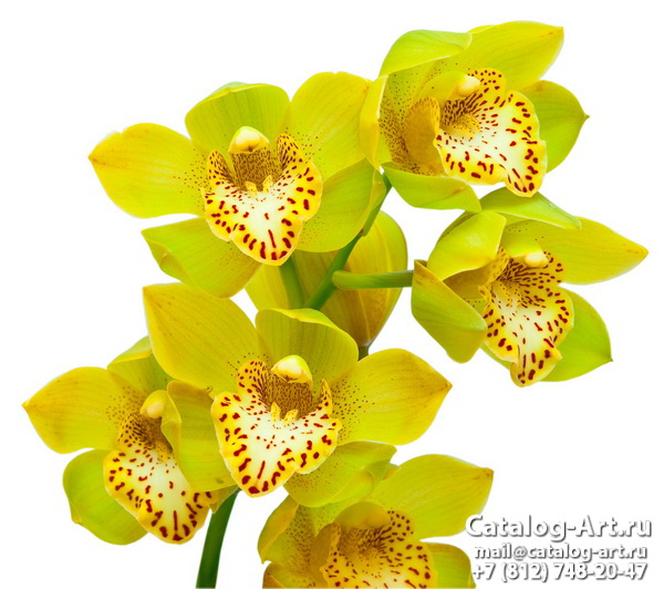 Yellow orchids 21